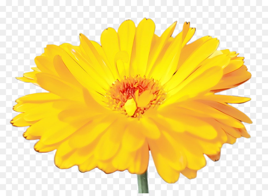 Pote Marigold，Amarelo PNG