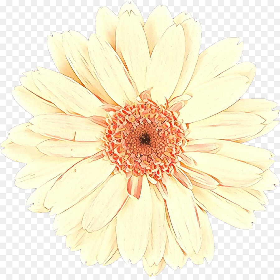 Transvaal Daisy，Design Floral PNG