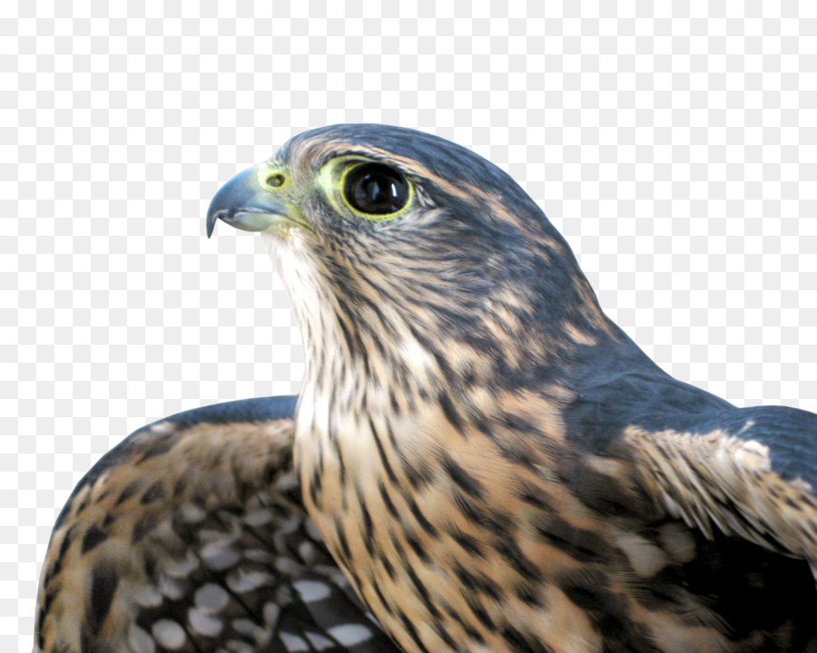 Hawk，Aves PNG