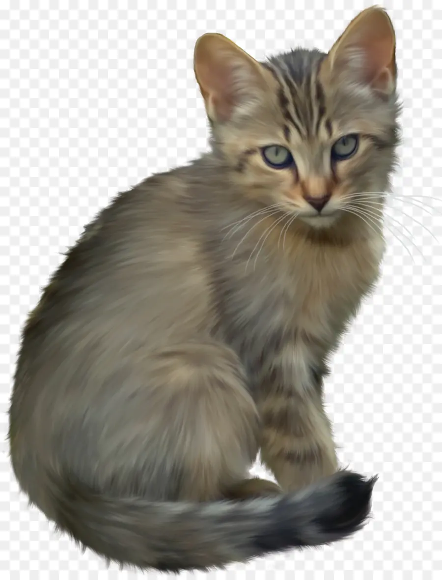 Gatinho，Gato PNG