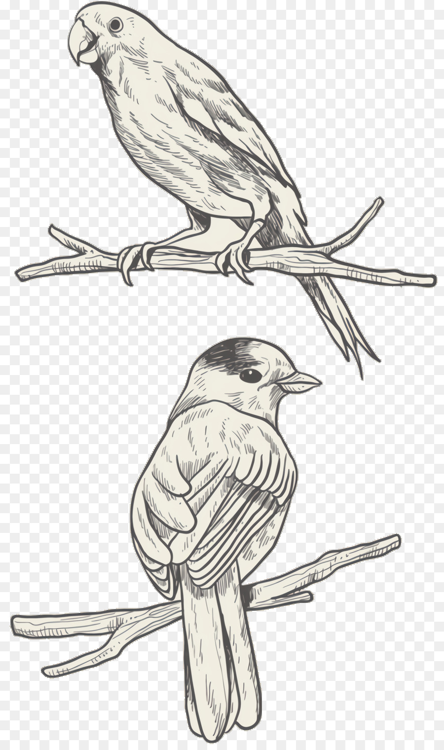 Periquito，Aves PNG