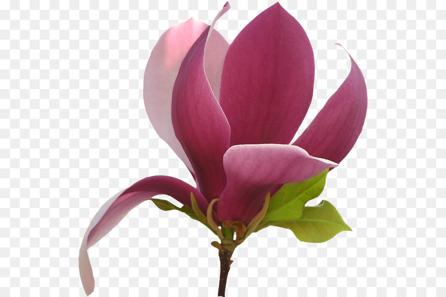 Flor，Yulan Magnolia PNG