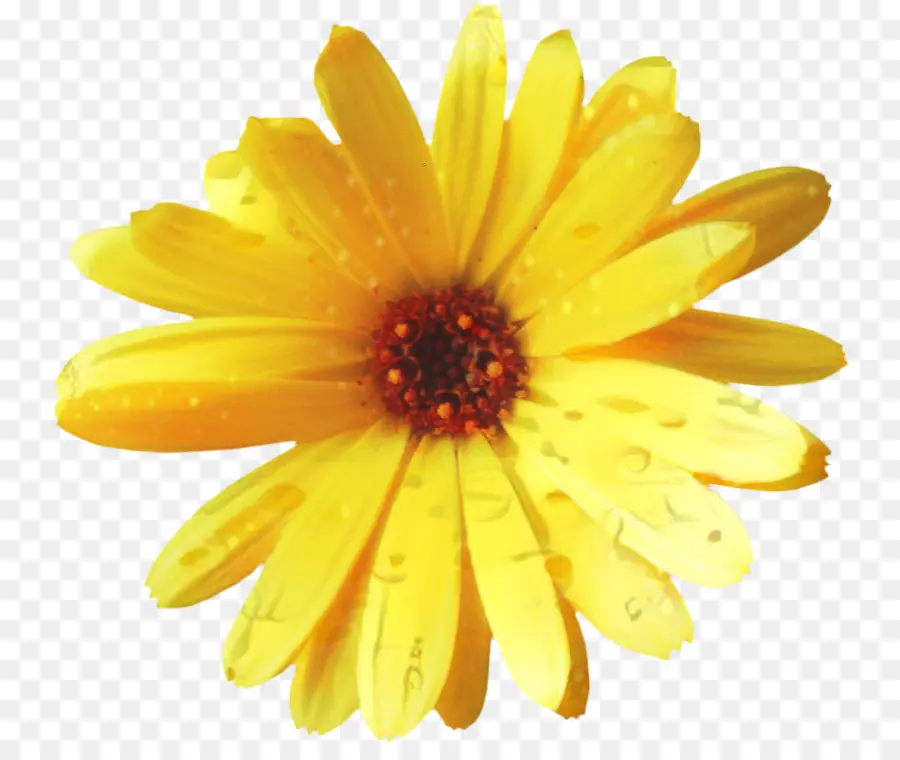 Crisântemo，Comum Daisy PNG