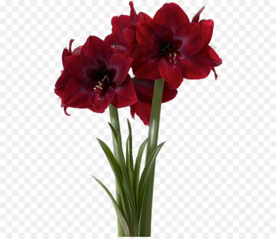 Flores Vermelhas，Florescer PNG