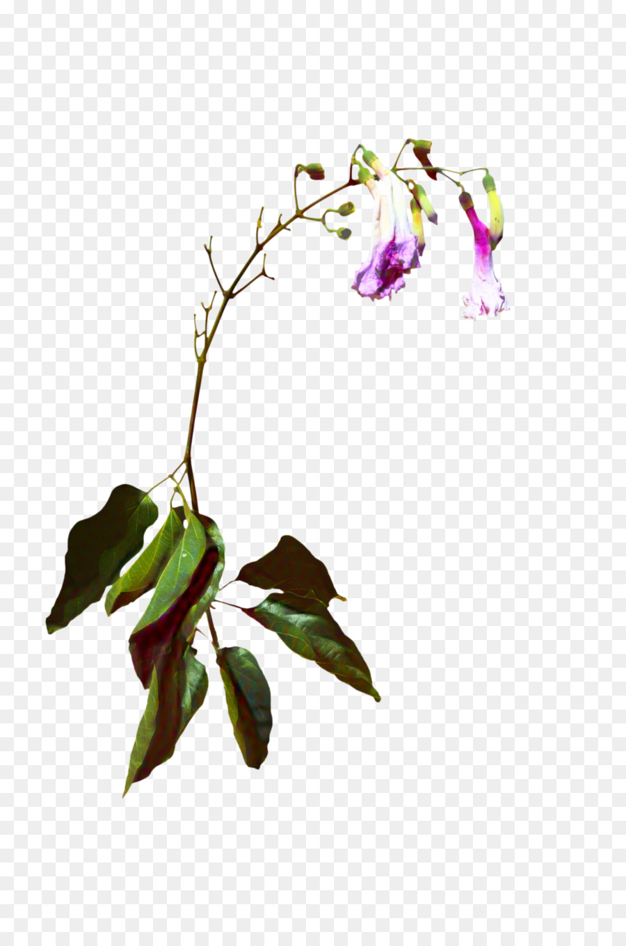 Traça Orquídeas，Planta De Haste PNG