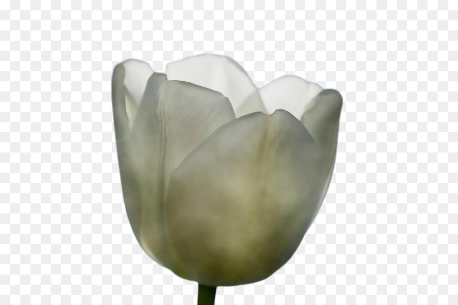 Tulip，Pétala PNG