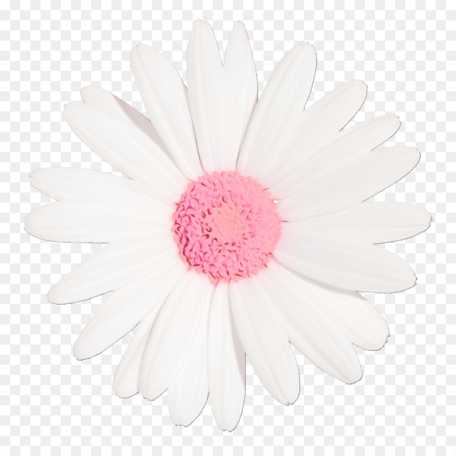 Transvaal Daisy，Crisântemo PNG