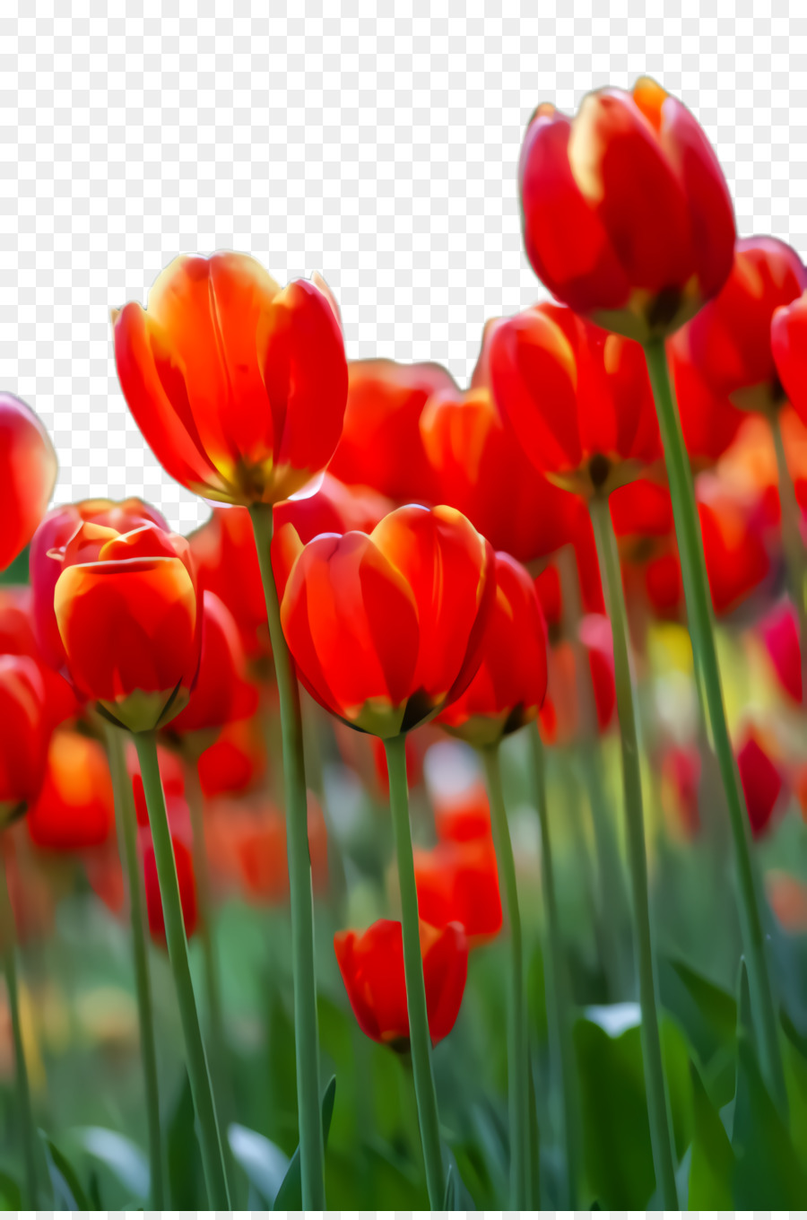 Tulipas，Vermelho PNG