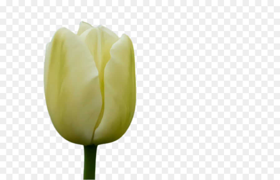 Tulipas Amarelas，Tulipas PNG