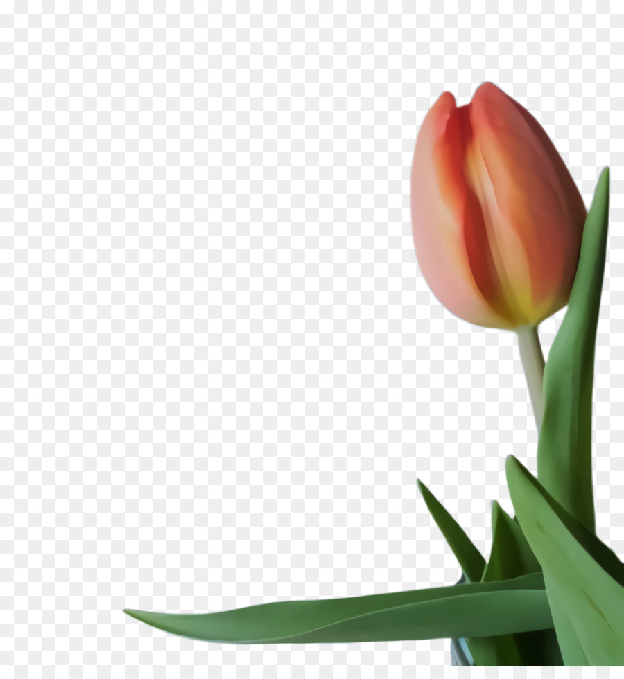 Tulip，Planta De Haste PNG