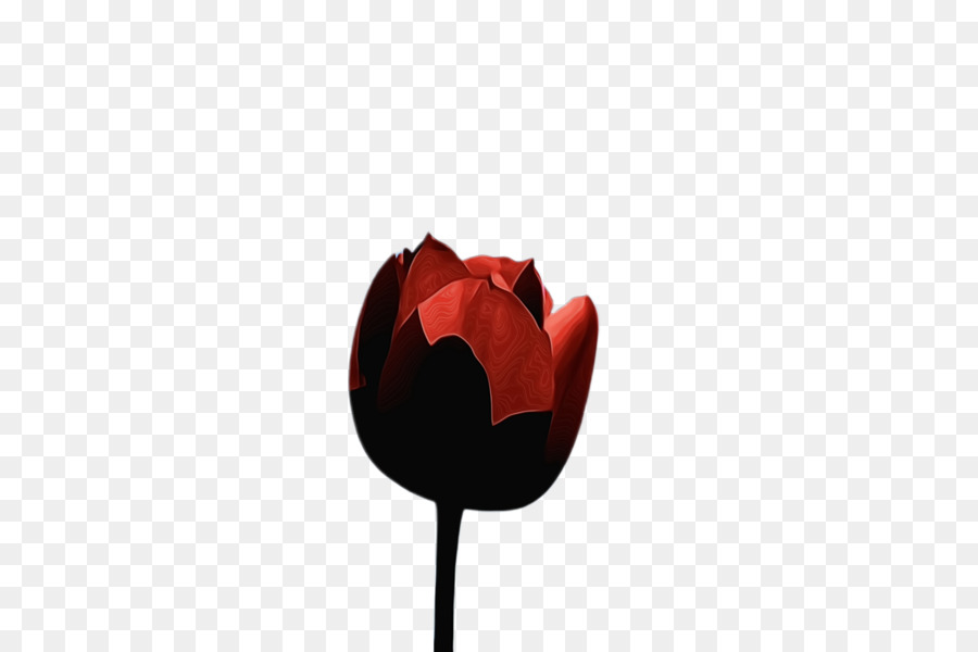 Tulip，Papel De Parede Da área De Trabalho PNG