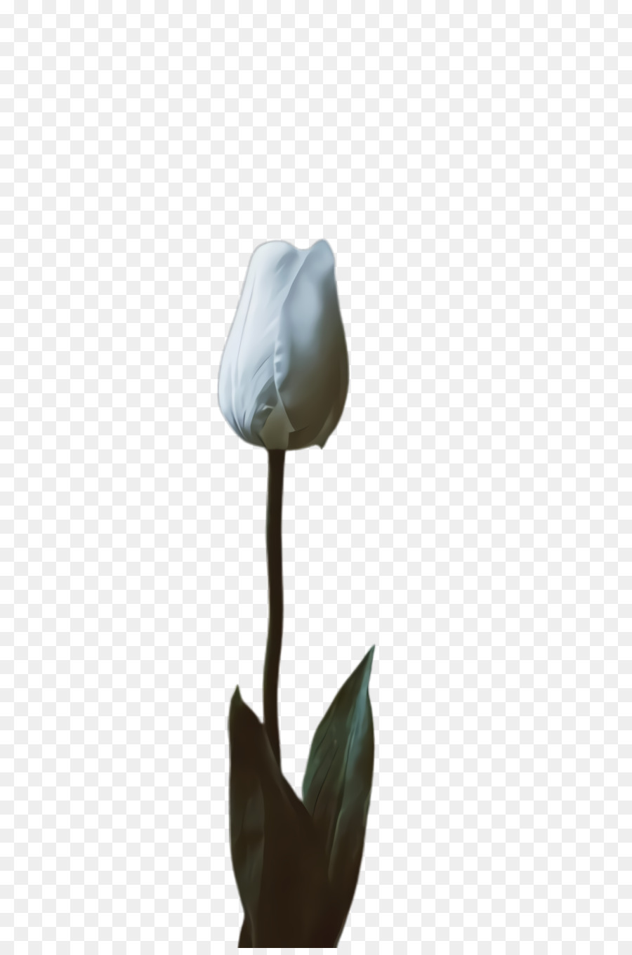 Tulip，Planta De Haste PNG