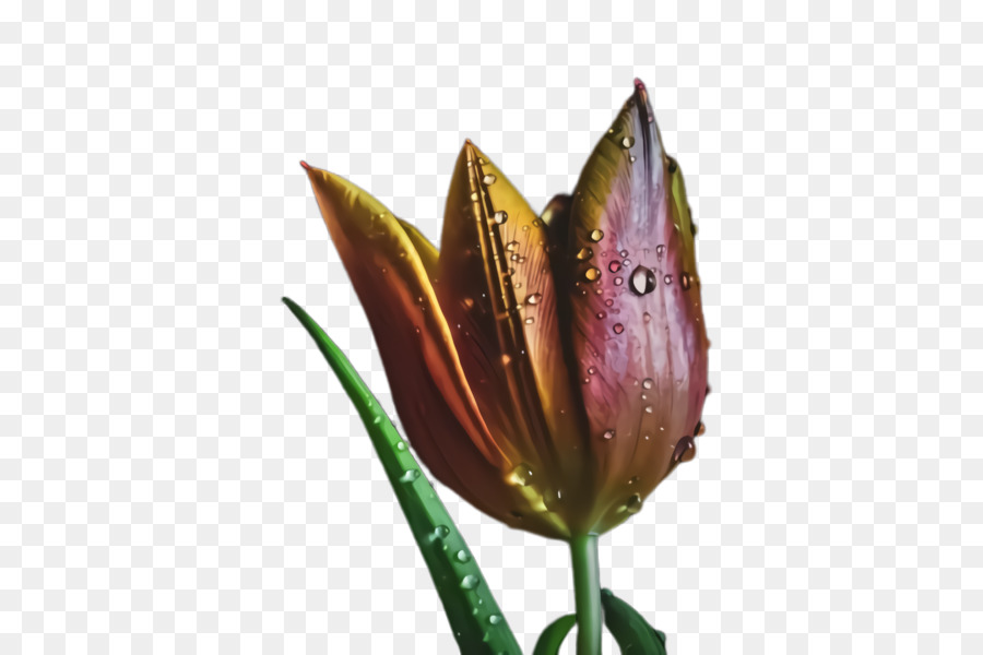 Tulip，Roxo PNG