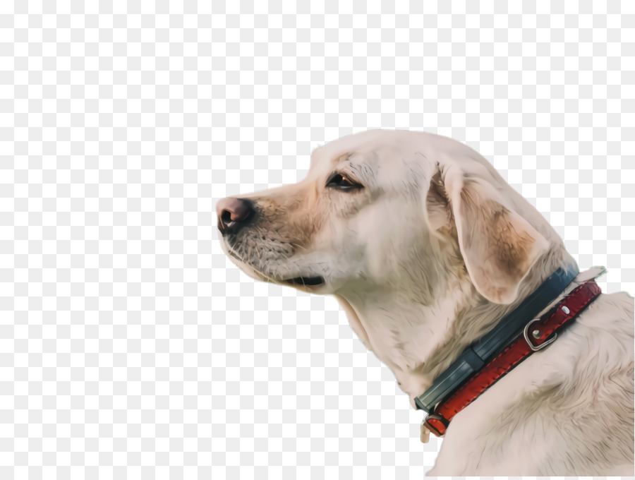 Cachorro，Gato PNG