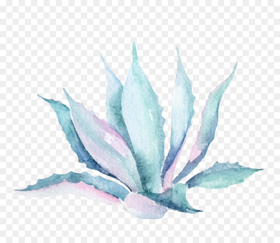 Suculenta，Aquarela PNG