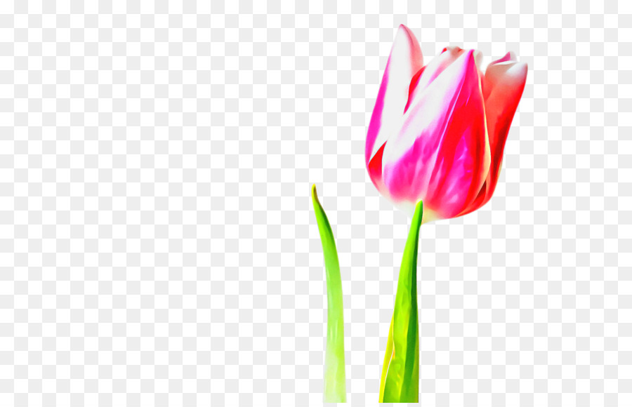 Tulip，Flores De Corte PNG