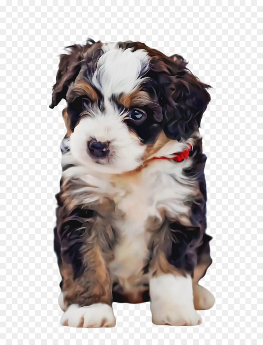 Cavalier King Charles Spaniel，Bernese Mountain Dog PNG