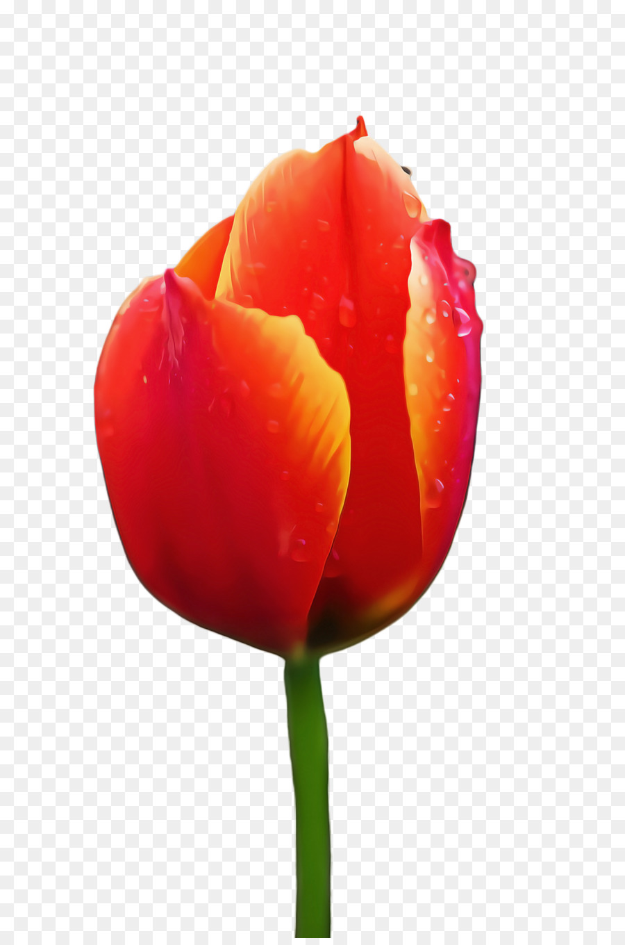 Tulip，Planta De Haste PNG