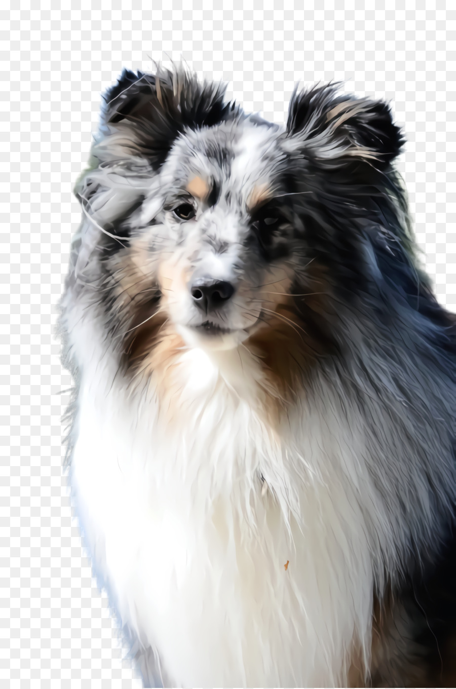 Rough Collie，Pastor Australiano PNG