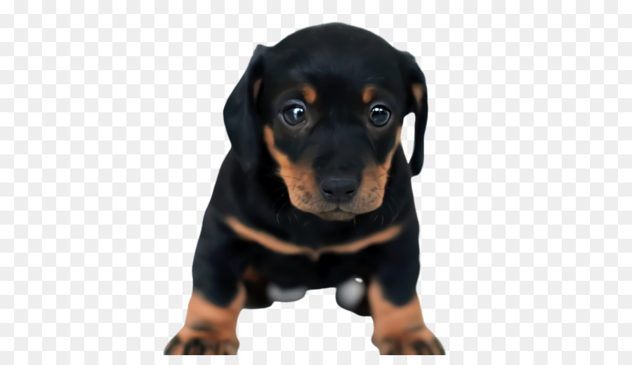 Austríaco Preto E Tan Hound，Filhote De Cachorro PNG