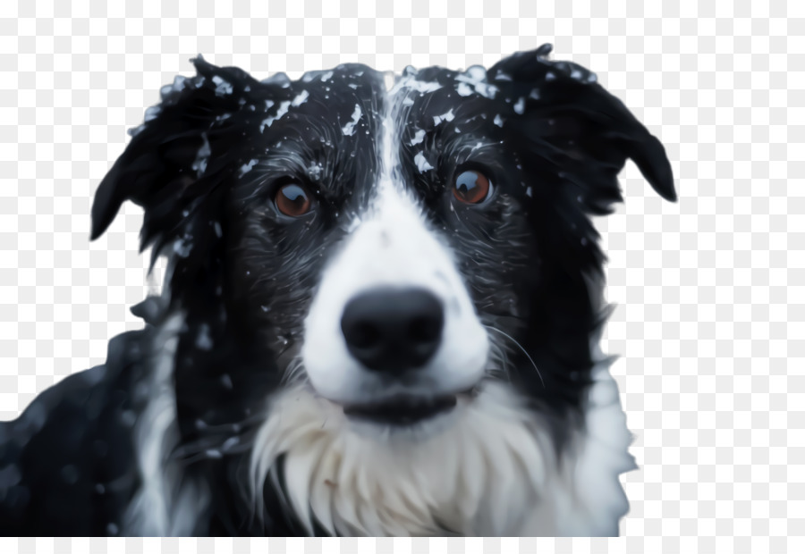 Border Collie，Raça Do Cão PNG