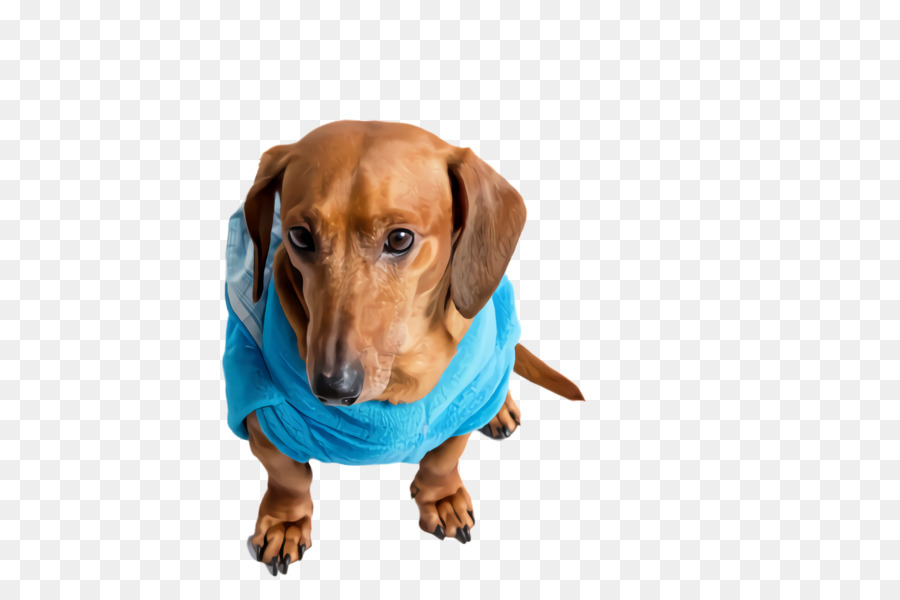 Dachshund，Filhote De Cachorro PNG