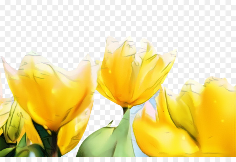 Tulip，Papel De Parede Da área De Trabalho PNG