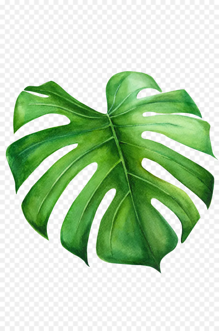 Queijo Suíço Planta De，Folha PNG