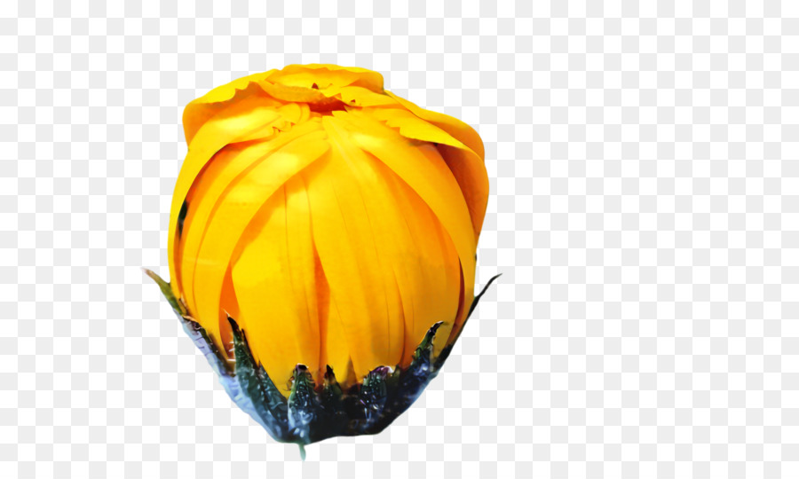 Amarelo，A Floração Da Planta PNG