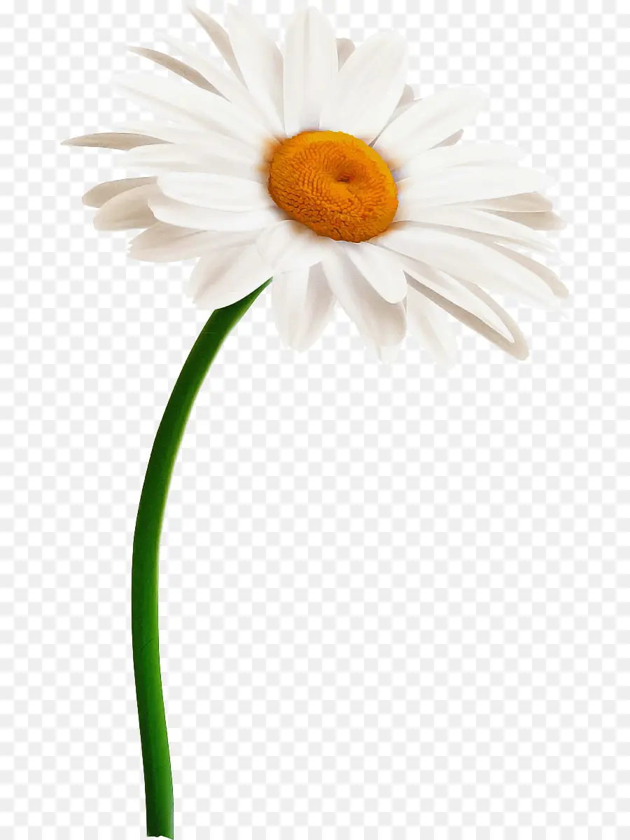 Oxeye Daisy，Transvaal Daisy PNG