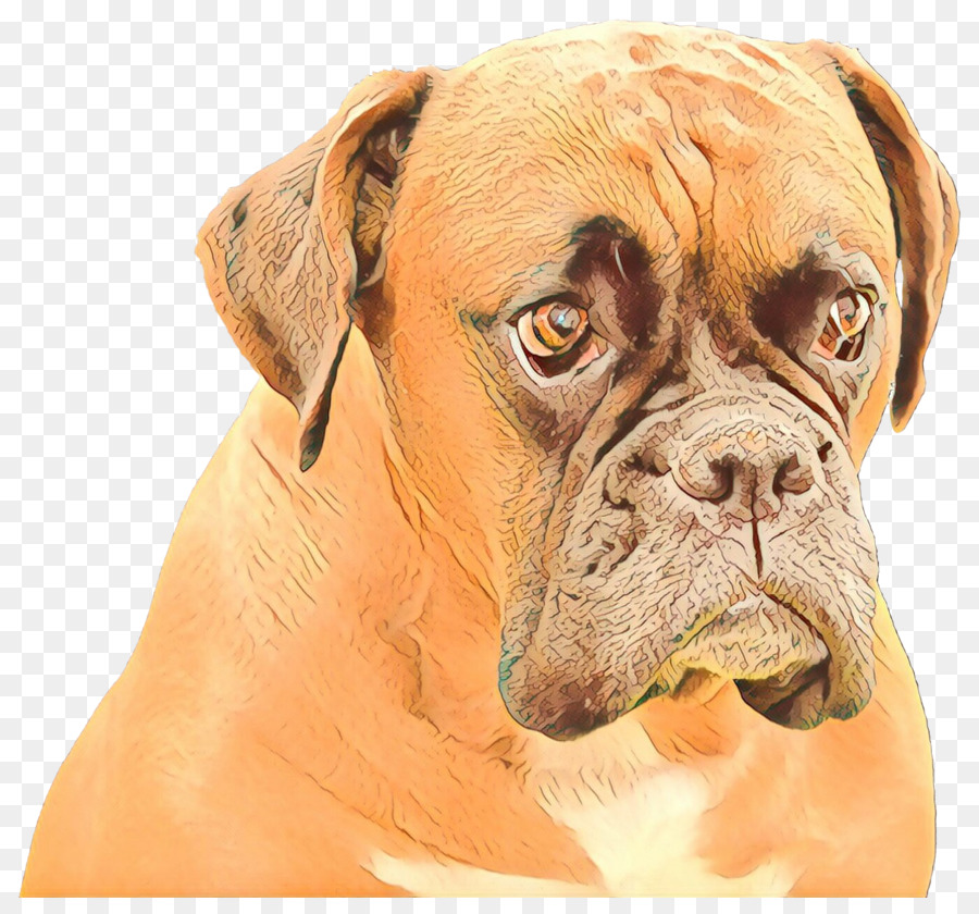 Boston Terrier，Cachorro PNG