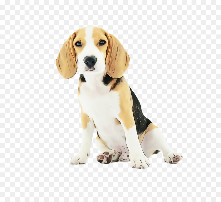 Animal De Estimação，Beagle PNG