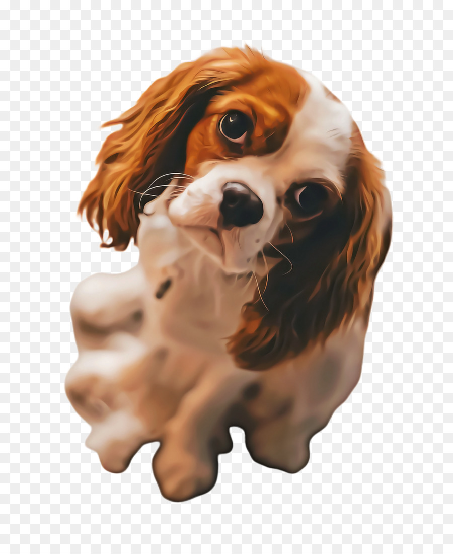 Cavalier King Charles Spaniel，King Charles Spaniel PNG