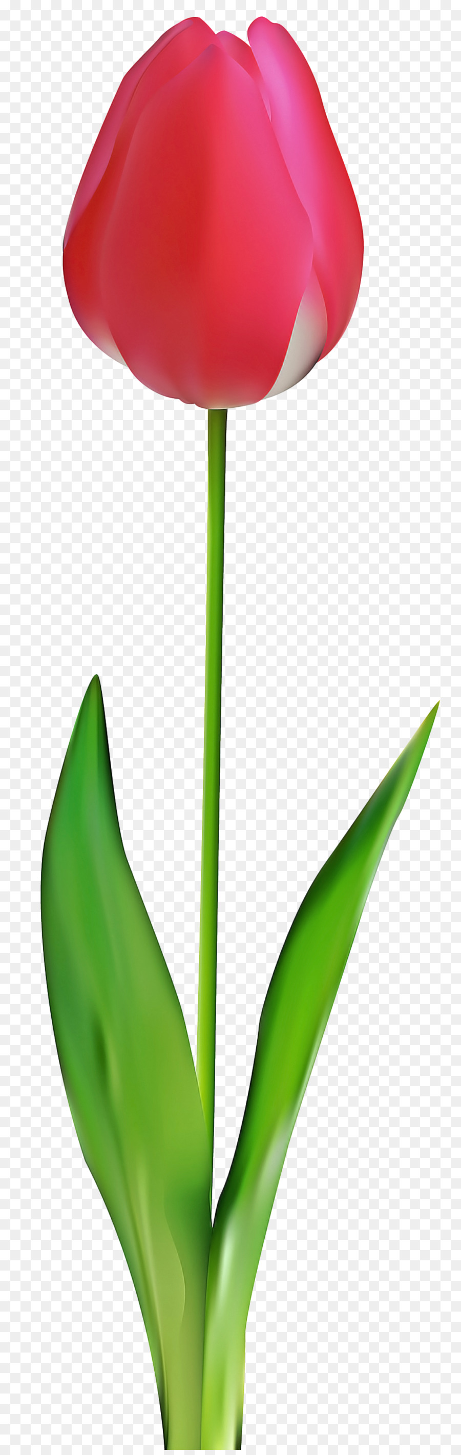 Tulipa Vermelha，Tronco PNG