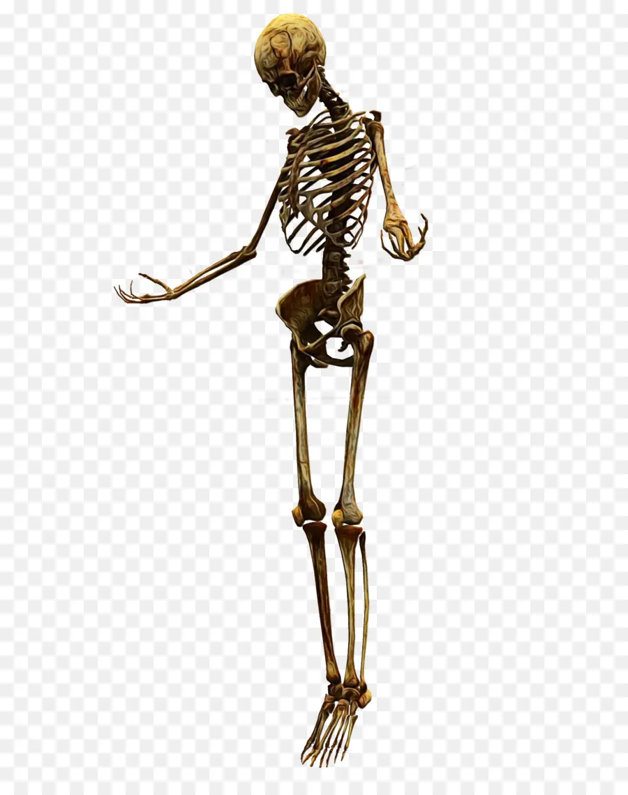 Esqueleto，Humanos PNG