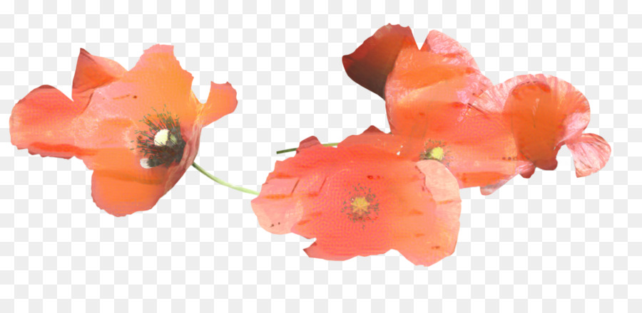 Papoilas Vermelhas，Florescendo PNG