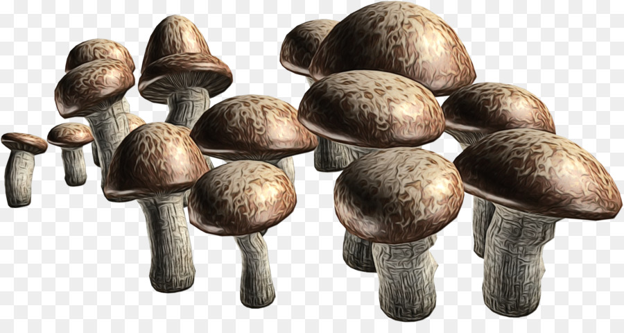 Cogumelo，Shiitake PNG