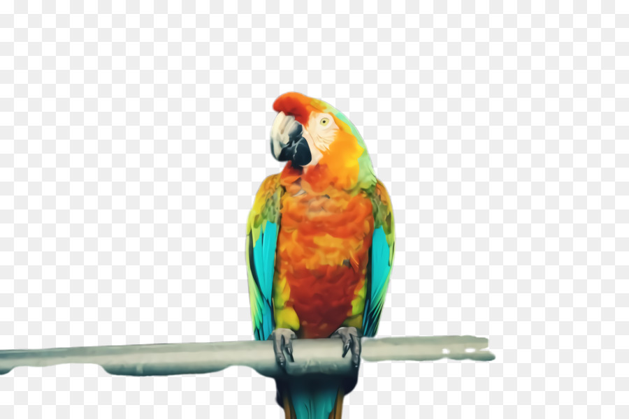 Lovebird，Arara PNG