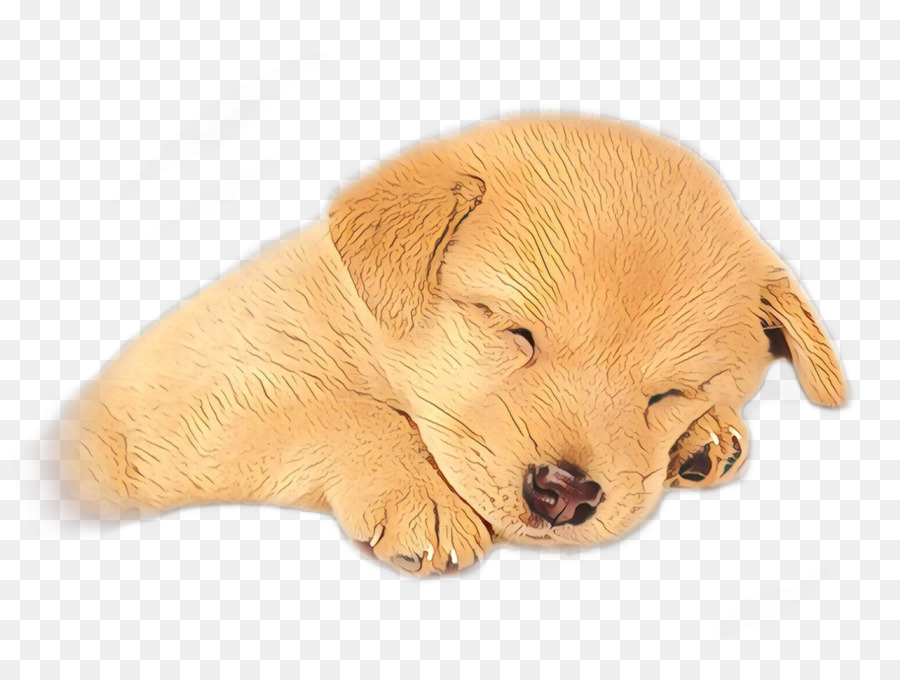 Filhote De Cachorro，Dormindo PNG