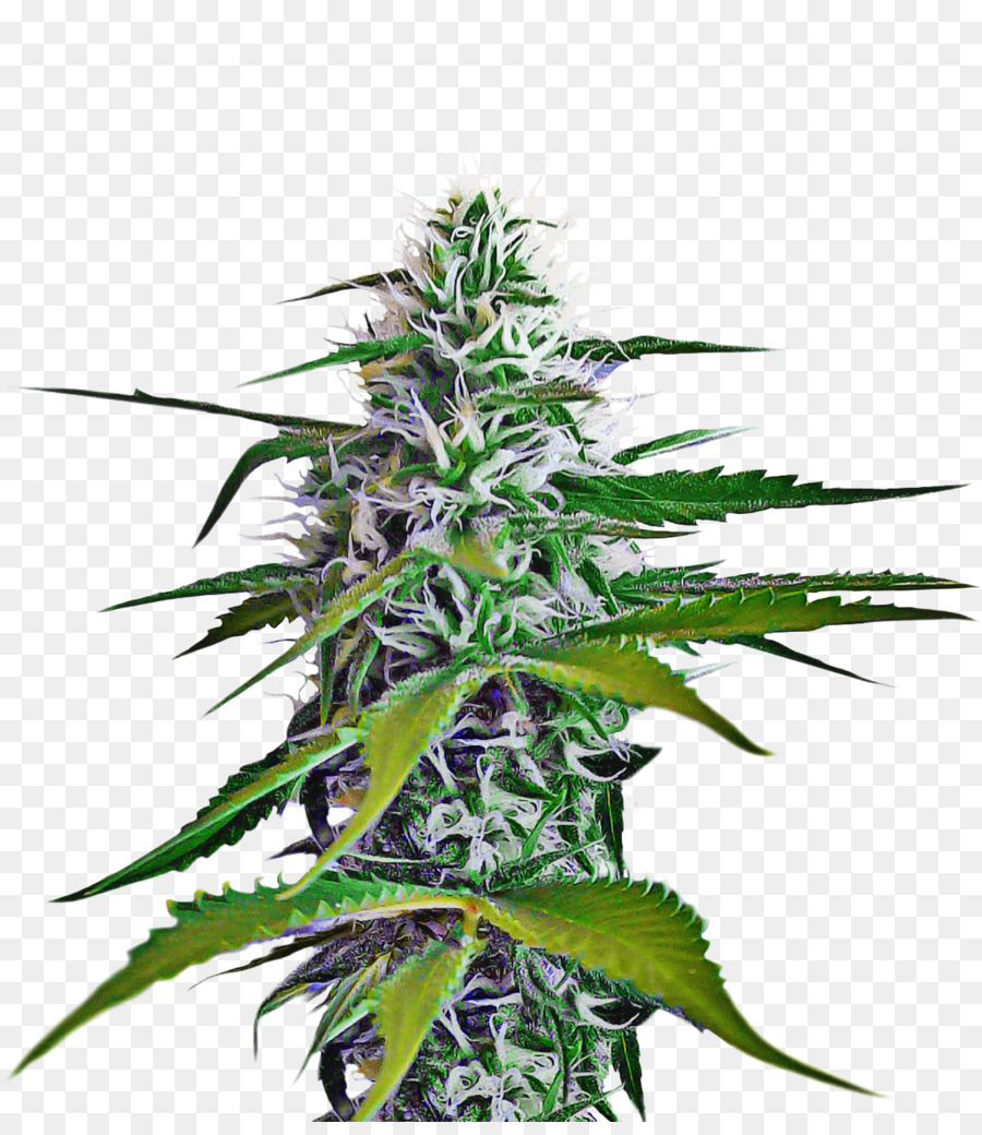 Cannabis，Planta PNG