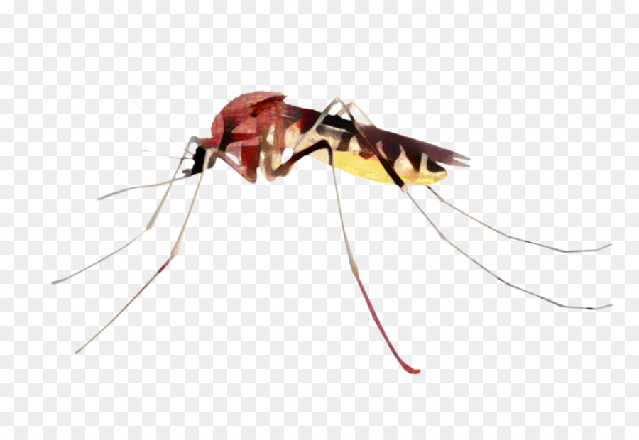 Mosquito，Inseto PNG