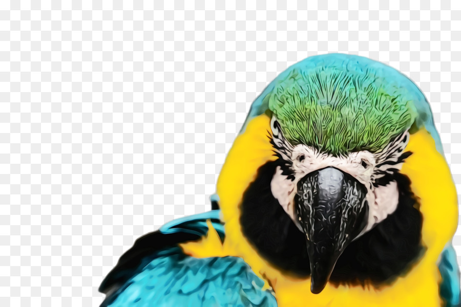 Papagaio Colorido，Pássaro PNG