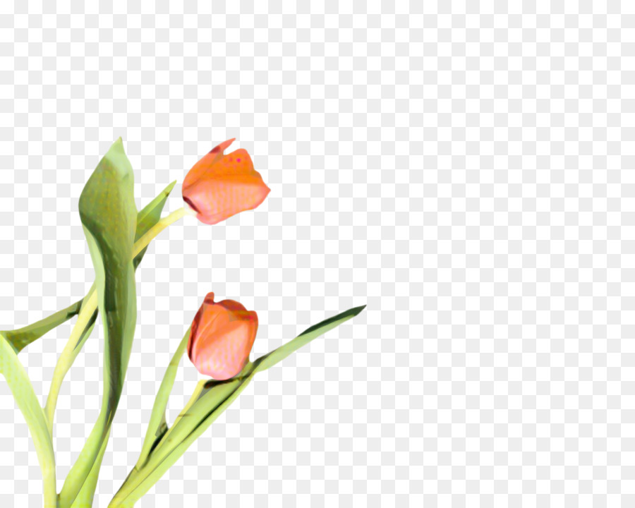 Tulip，Flores De Corte PNG