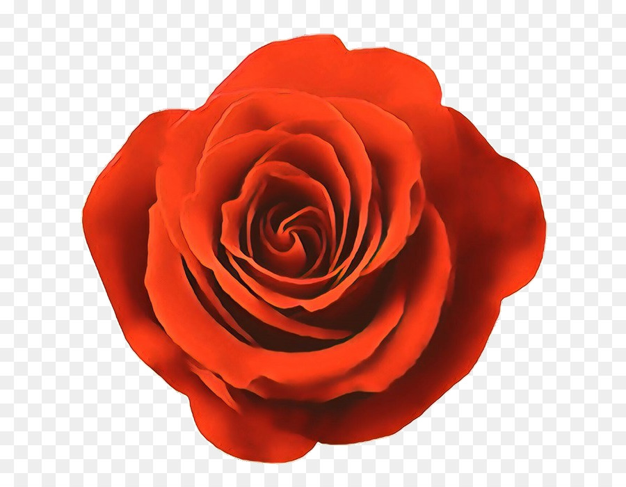 Rosa Vermelha，Florescer PNG