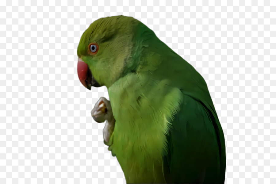 Arara，Periquito PNG