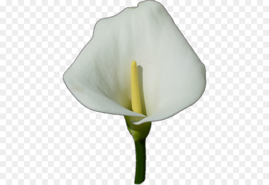 Flor Branca，Florescer PNG