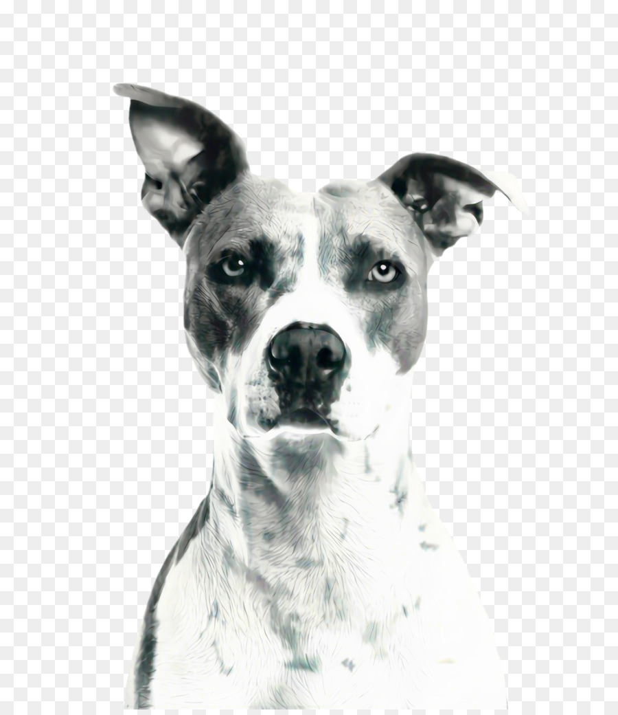 Cachorro，Comida De Cachorro PNG