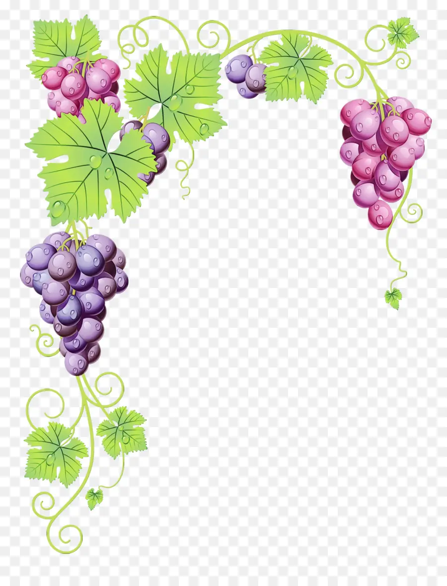 Uvas，Videira PNG