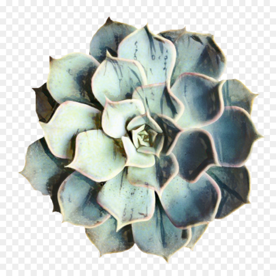 Suculenta Azul，Flor PNG