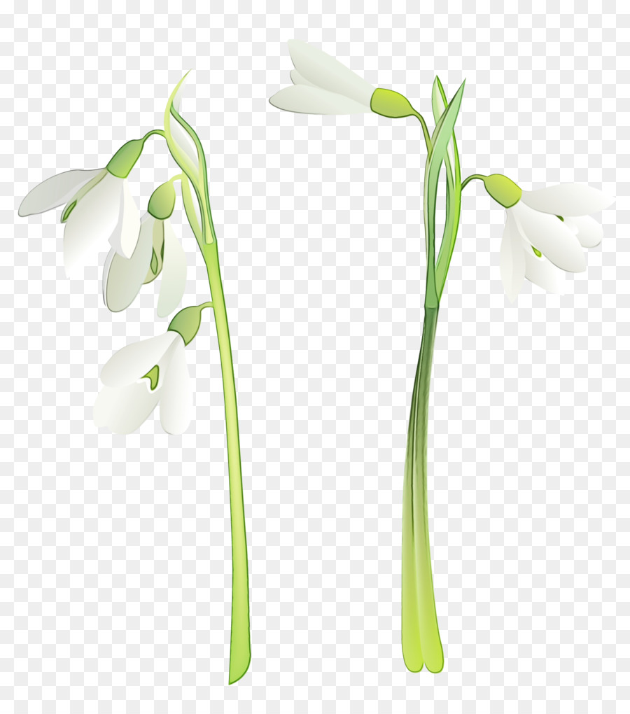 Flores Brancas，Hastes Verdes PNG